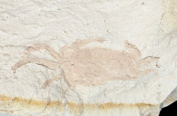 Fossil Pea Crab (Pinnixa) From California - Miocene #42938